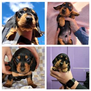 Worshond puppies hot sale for sale