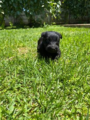 Scottish terrier hondjies. 