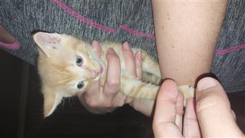 Kittens 7 to 8 weeks old 