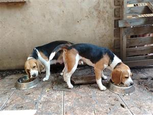 Beautiful Beagle Puppies 