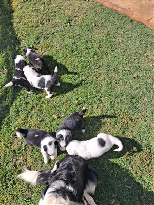 border collies