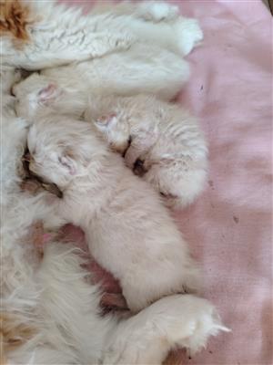 Persian kittens for sale