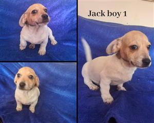 Jack Russell puppies