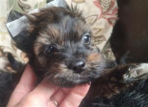 yorkies puppies 