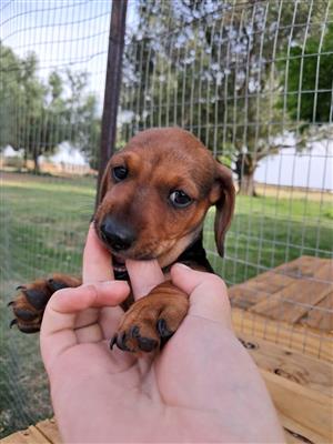 Male Red shaded hair dachshund available  