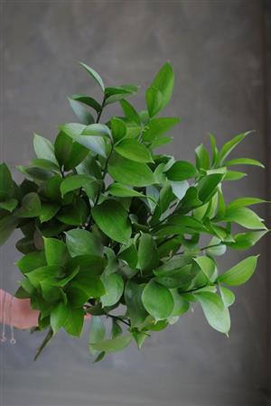 Ruscus Plants