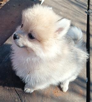 Pomeranian Male puppy 