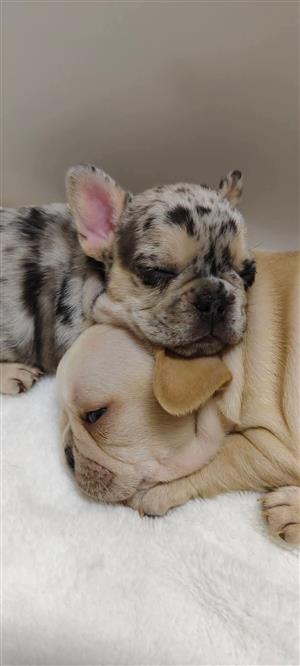 Gorgeous Exotic French bulldog puppies available