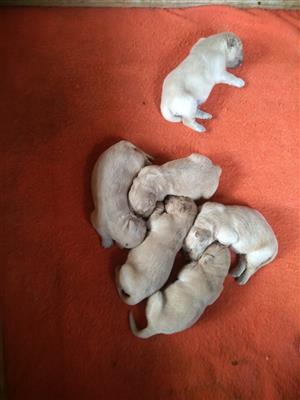 Purebred Golden Retriever Male Puppies