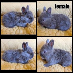 Bunnies, Dwarf Angoras 