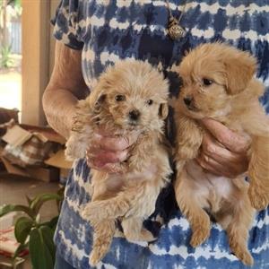 Toy Poodle x Shih Tzu pups