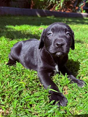 Puppies Labrador