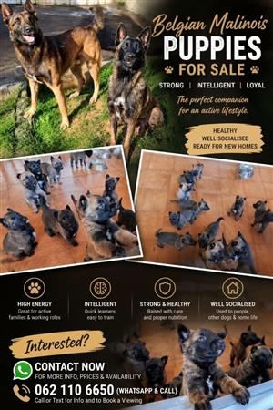 Belgian Malinois, 6 weeks old 
