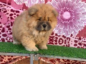 Gorgeous Chow chow puppies available