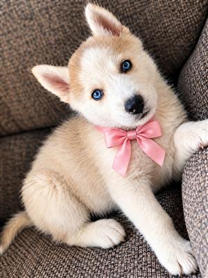 Female Husky puppies 