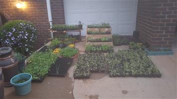 Vegetable,Herb& Plant Seedlings for sale rose trees available 