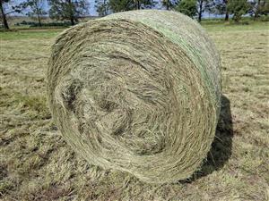 1.2m Eragrostis bales for sale!