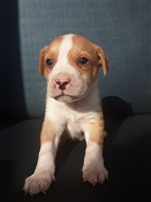 Boston Terrier cross Labrador puppies for sale. 