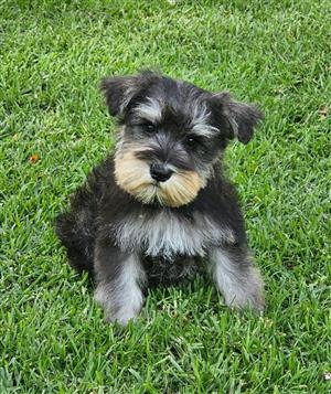 Miniature Schnauzer puppies 