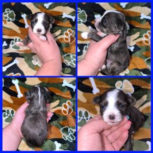 KB blue merle yorkie male