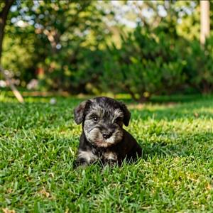 Miniature Schnauzers