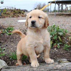 Beautiful Golden retriever puppies for sale
