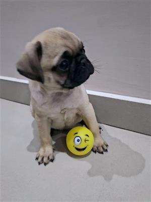 Male fawn pug puppies.