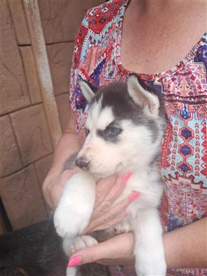 Husky Puppy for sale
