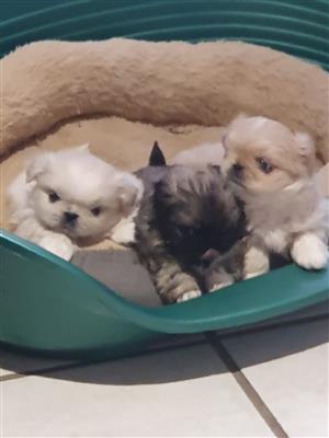 Pekingese Puppies For Sale Pure Breed Ready for new homes 