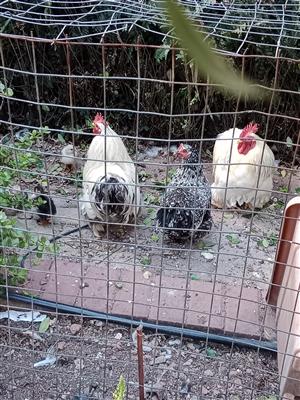Bantam chicks for sale Boksburg: 2 x one year old and 7x 3 week olds