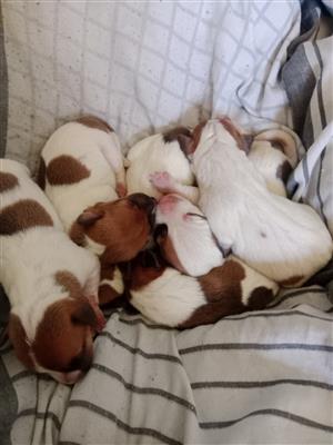 Jack Russell terrier puppies 