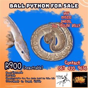 HGW Mystic Pastel Pos Yellow Belly Adult Male Ball Python 