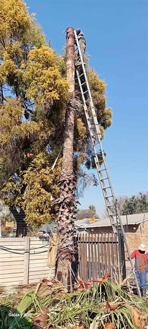 Tall+palmtree+cutting