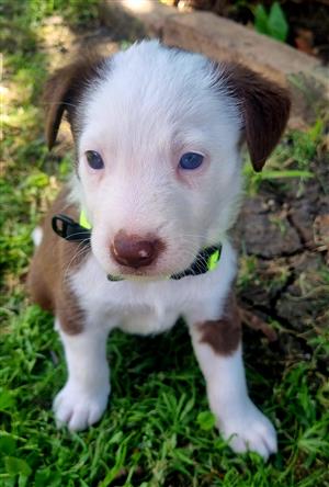 Pure Border Collie Puppies