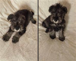 Schnauzer miniature puppies.