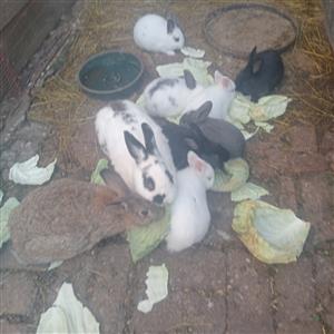 Selling male and female rabbits