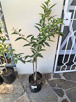 Fruiting Grafted Established Kumquat Tree (1 available)