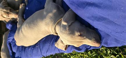 8 weeks old Weimaraner puppies