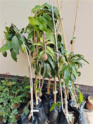 Fruitbearing Grafted Mango Trees  (4 x Keitt, 2 x Kent, 2 x Tommy Atkins, 1 x Sensation)