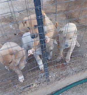 Greyhound puppies for sale 2months old. 