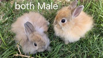 Jersey woolies Rabbits 