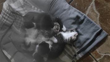 Cute cats for sale 