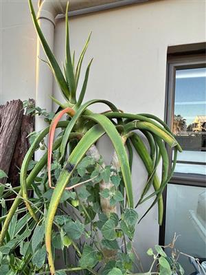 Aloe Tree in a pot - Bloubergsands