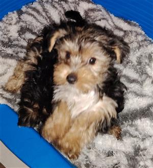 Adorable Yorkie females