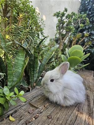 Purebred Angora rabbit for sale