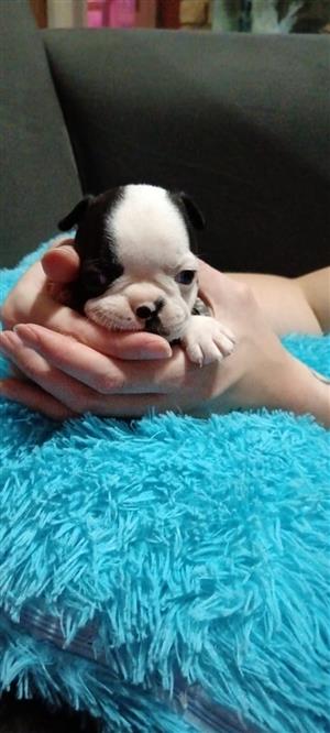 Boston Terriers 