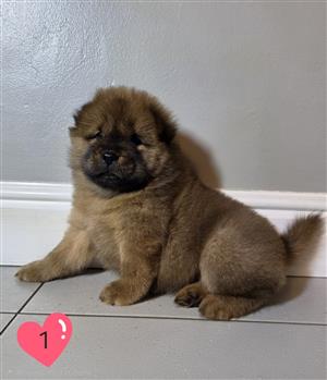Chow chow puppies 