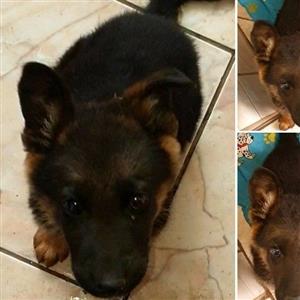 German Shepherd In Pets In South Africa Junk Mail