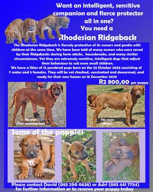 Purebred Rhodesian Ridgeback puppies for sale