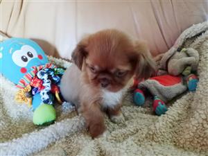 Shih-tzu male puppy pet only